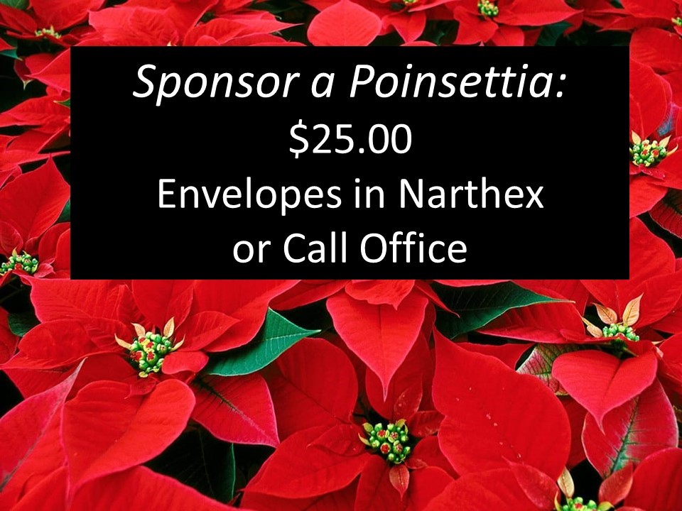 Poinsettia.jpg